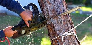 Best Hazardous Tree Removal  in Rural Retreat, VA