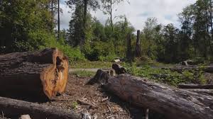 Best Firewood Processing and Delivery  in Rural Retreat, VA