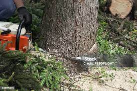 Best Tree Health Inspection  in Rural Retreat, VA
