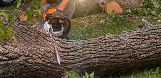 Best Tree Disease Treatment  in Rural Retreat, VA