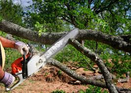 How Our Tree Care Process Works  in  Rural Retreat, VA