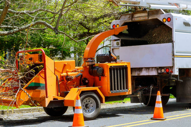 Best Root Management and Removal  in Rural Retreat, VA