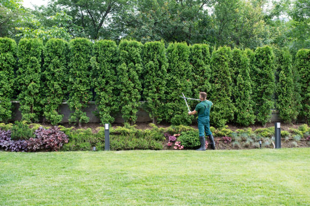 Best Fruit Tree Pruning  in Rural Retreat, VA
