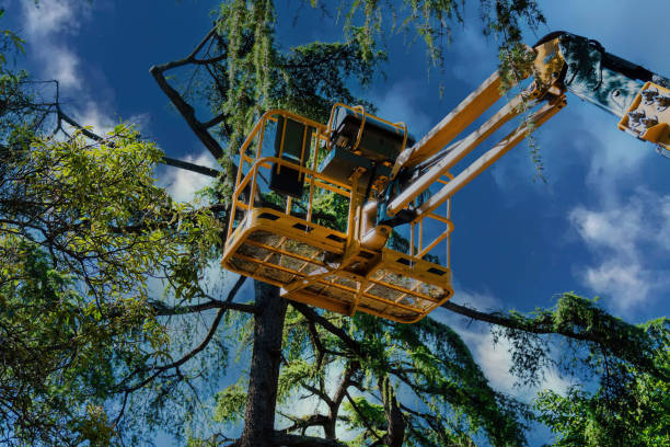 Best Tree and Shrub Care  in Rural Retreat, VA