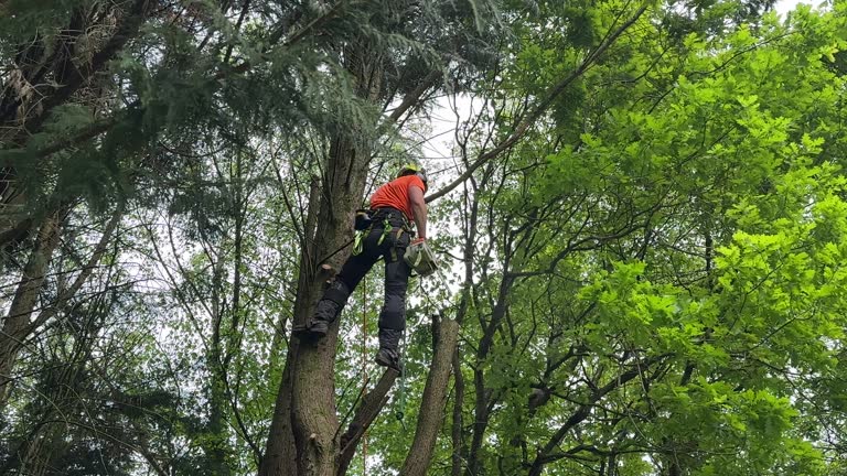 Best Storm Damage Tree Cleanup  in Rural Retreat, VA