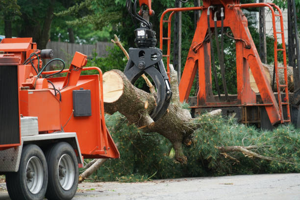 Best Pest Control for Lawns  in Rural Retreat, VA