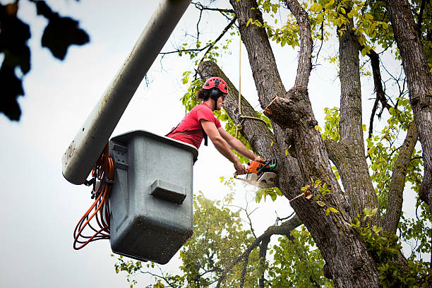 Best Tree Risk Assessment  in Rural Retreat, VA