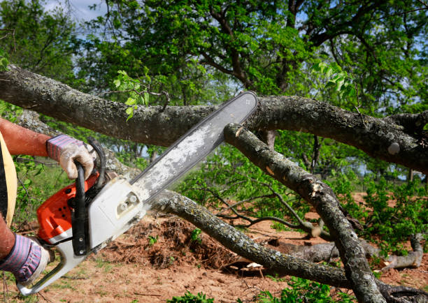 Best Seasonal Cleanup (Spring/Fall)  in Rural Retreat, VA